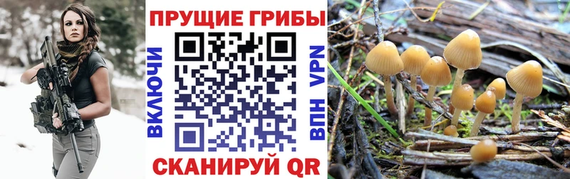 Псилоцибиновые грибы Magic Shrooms  Купить закладки  Катайск 